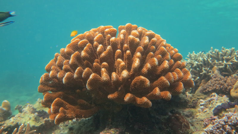 Khai Islands Half-Day Speedboat Tour with Snorkeling - Who should consider this trip?