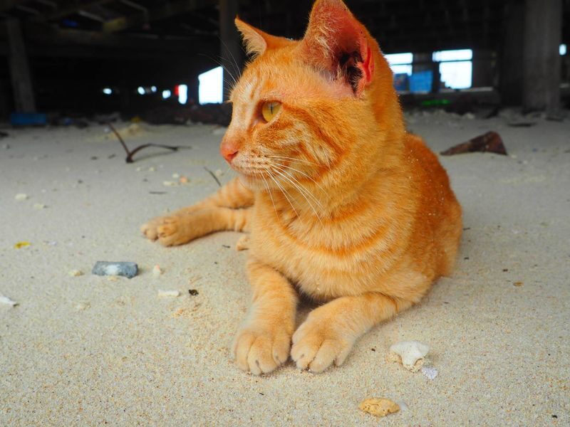 Khai Nai, Khai Nui, Khai Nok Island: Cat lover Tour by Speedboat - Khai Nui: snorkeling and clear water