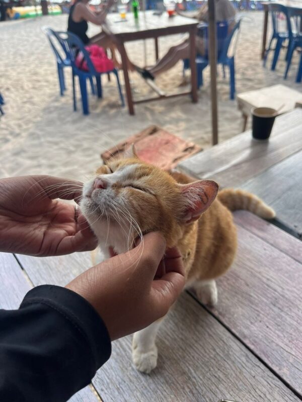 Khai Nai, Khai Nui, Khai Nok Island: Cat lover Tour by Speedboat - Is this Khai Islands tour worth booking?