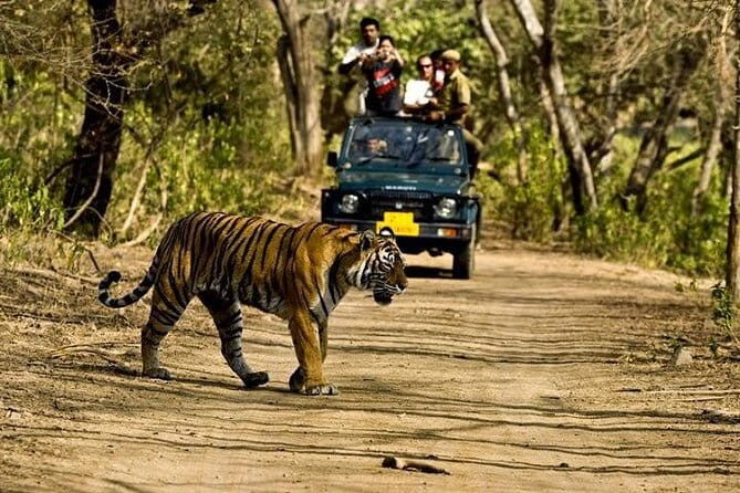 Khajuraho Day Tour: Jungle Safari at Panna National Park and Western and Eastern Temple - An In-Depth Look at the Panna National Park Safari