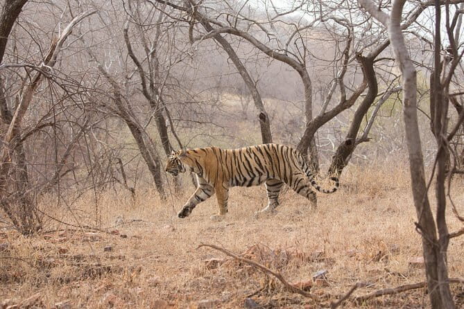 Khajuraho Day Tour: Jungle Safari at Panna National Park and Western and Eastern Temple - A Stroll Through the UNESCO-Listed Temples of Khajuraho 