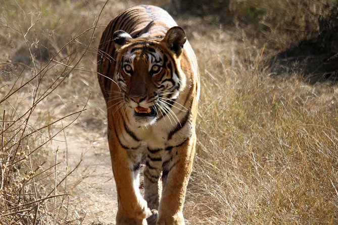Khajuraho Erotica & Panna Exotica Wildlife - Frequently Asked Questions