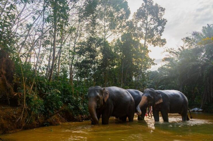 Khao Lak: 1-Hour Elephant Sanctuary Eco-Journey With Shuttle - Experience Highlights