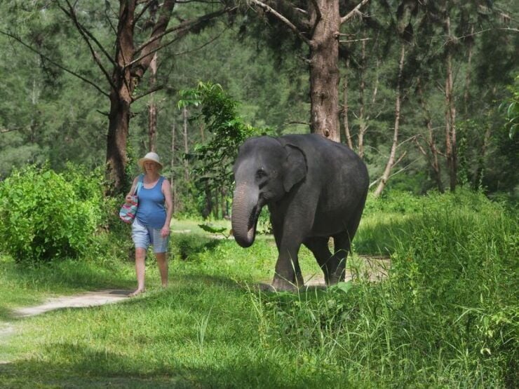 Khao Lak: Bamboo Rafting, Elephants, and Turtle Center Tour - Highlights and Experiences