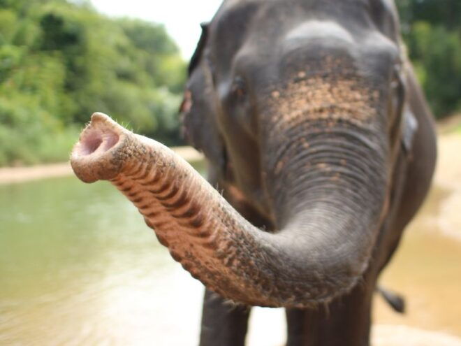 Khao Lak: Bamboo Rafting, Elephants, and Turtle Center Tour - Full Tour Description