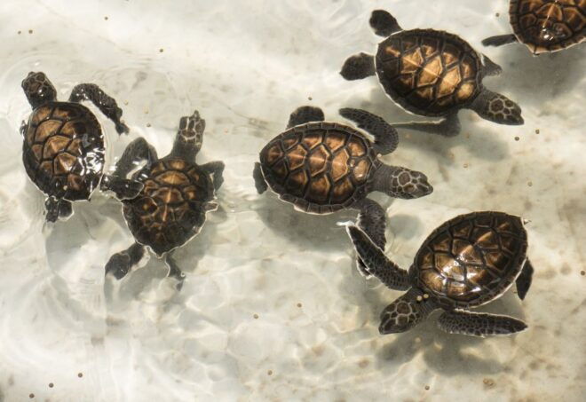 Khao Lak: Bamboo Rafting, Elephants, and Turtle Center Tour - Review Summary