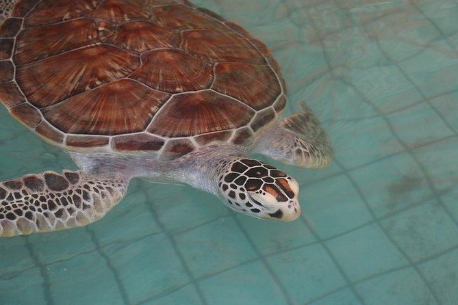Khao Lak: Bamboo Rafting & Sea Turtle Conservation Center - Select Date and Travelers