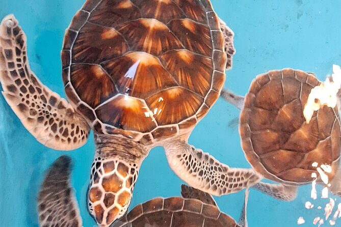 Khao Lak Bamboo Rafting Turtle Conservation and Tha Sai Temple - Practical Tips for Travelers