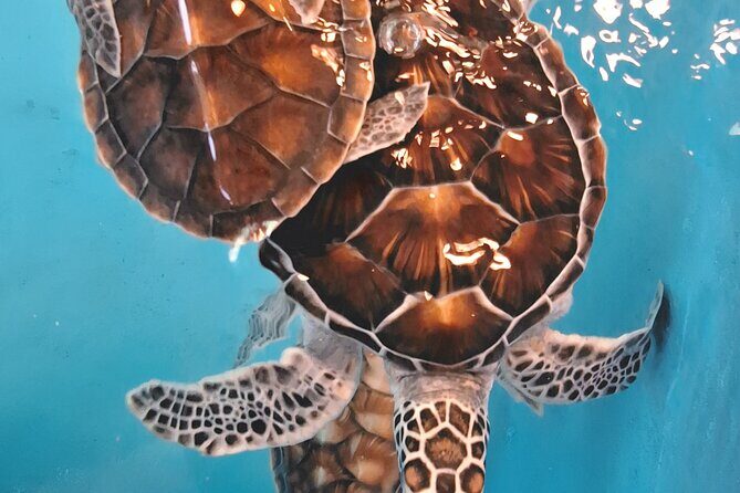 Khao Lak Bamboo Rafting Turtle Conservation and Tha Sai Temple - FAQ