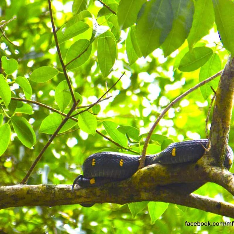 Khao Lak: Bamboo rafting,Lam Pi Waterfall, Small Sandy Beach - Summary