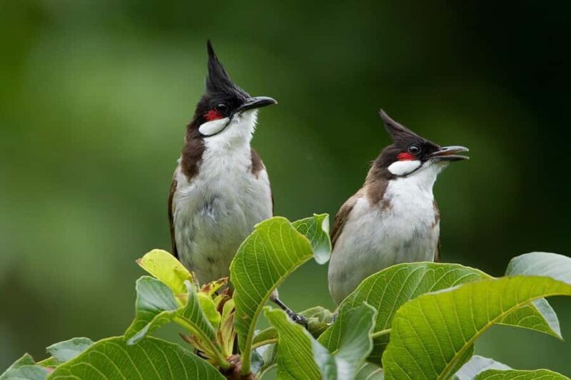 Khao Lak: Canoe Little Amazon & Trekking National Park - Good To Know