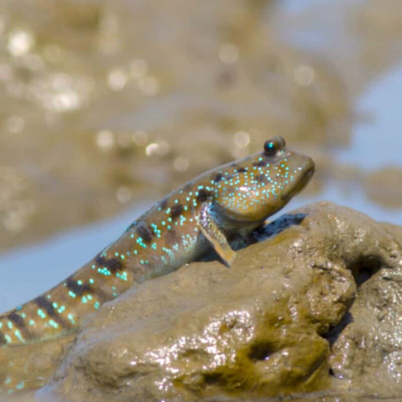 Khao Lak: Canoe Little Amazon & Trekking National Park - Practical Details: What You Need to Know