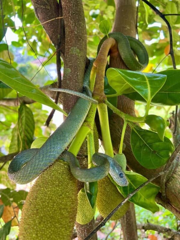 Khao Lak: Canoe Little Amazon & Trekking National Park - FAQ