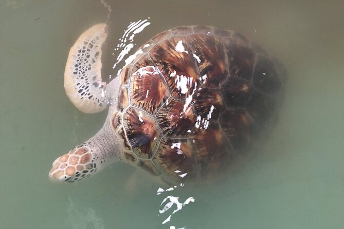 Khao Lak Eco-Safari: Elephants, Tsunami Museum, and Turtles - Pickup and Logistics