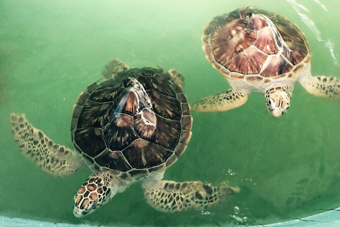 Khao Lak Eco-Safari: Elephants, Tsunami Museum, and Turtles - Activities Highlights