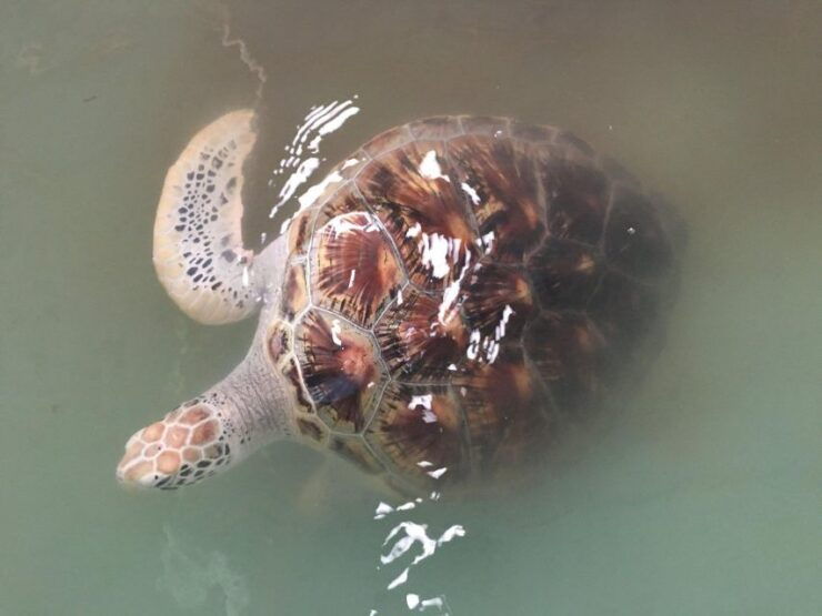 Khao Lak Eco-Safari: Elephants, Tsunami Museum, and Turtles - Activity Highlights