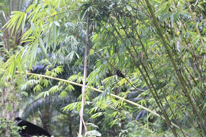Khao Lak Eco Safari Exploring with Bamboo Rafting - FAQ