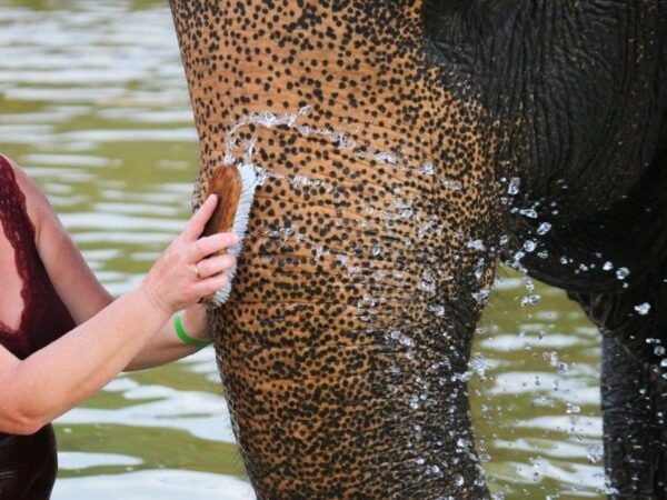 Khao Lak: Elephant Bathing and Feeding Tour With Waterfall - Convenient Hotel Pickup and Drop-off