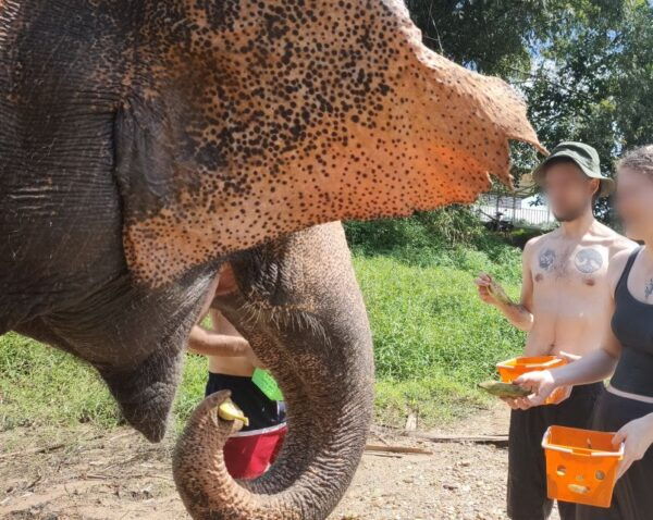 Khao Lak: Elephant Bathing and Feeding Tour With Waterfall - Positive Reviews and Feedback