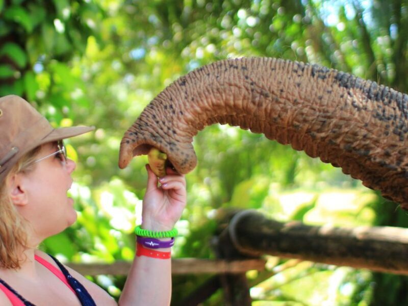 Khao Lak: Elephant Bathing and Turtle Center Visit - Final Thoughts: Who Is This Tour For?