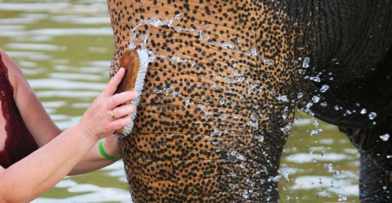 Khao Lak: Elephant Bathing and Turtle Center Visit - Good To Know