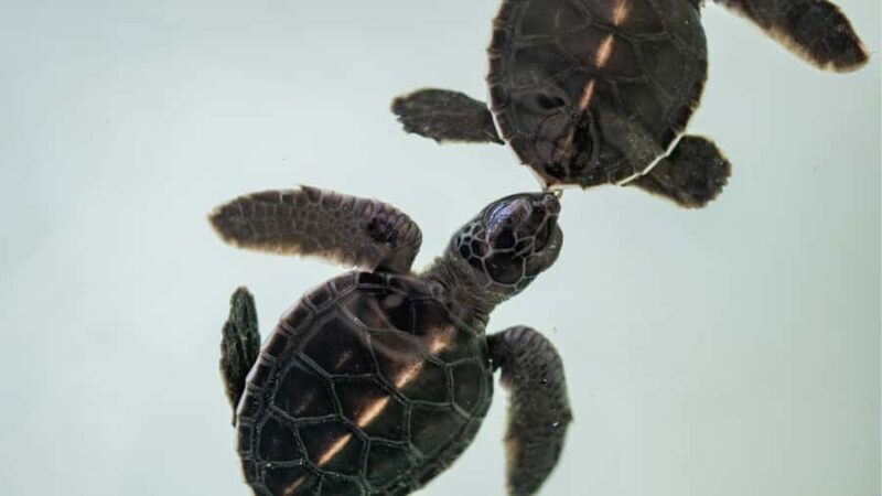 Khao Lak: Elephant Camp, Bamboo Rafting, and Waterfall Tour - Final Thoughts