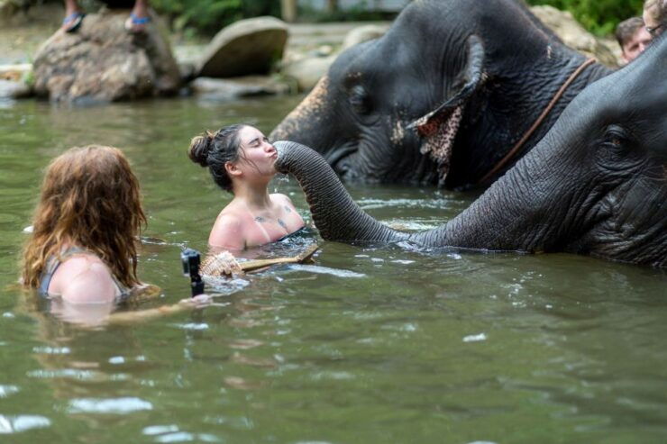 Khao Lak: Elephant Care Experience - Booking Information