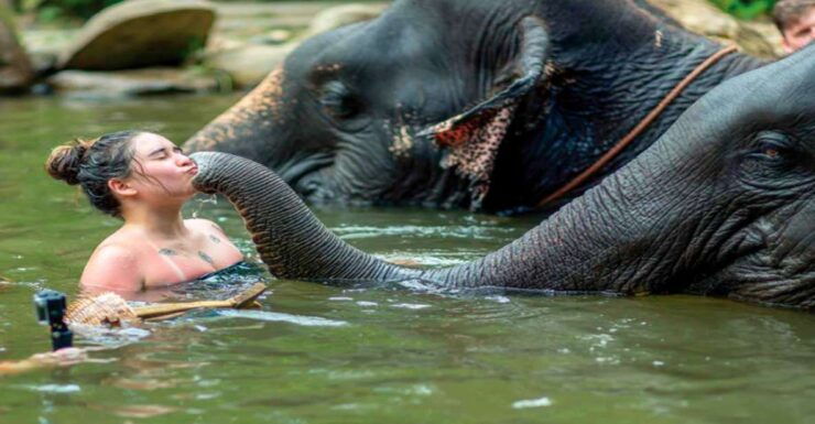 Khao Lak: Elephant Safari With Lunch - Activity Details