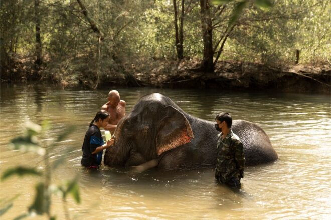 Khao Lak: Elephant Safari With Lunch - Review Summary