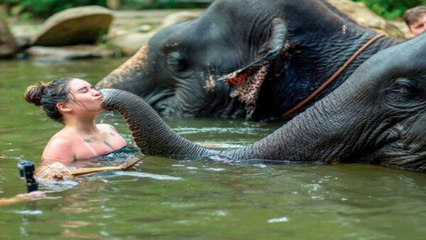 Khao Lak: Elephant Safari With Lunch - The Sum Up