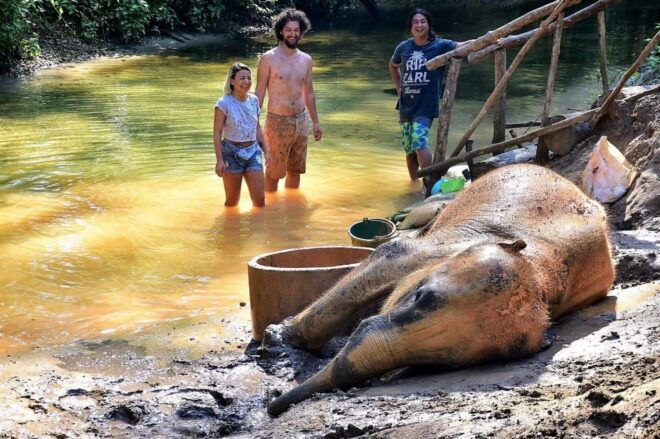Khao Lak: Elephant Sanctuary Guided Tour - Elephant Interaction and Activities