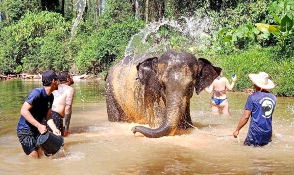 Khao Lak: Elephant Sanctuary Guided Tour - General Information