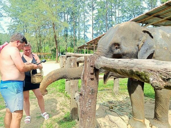 Khao Lak: Elephant Sanctuary Guided Tour - The Sum Up