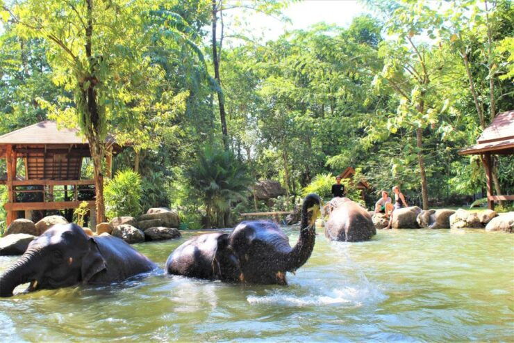 Khao Lak: Ethical Elephant Sanctuary Experience - The History and Mission of Phang Nga Elephant Park