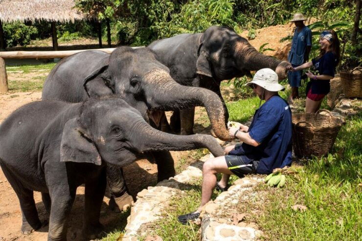 Khao Lak: Ethical Elephant Sanctuary Experience - The Ethical Care and Treatment of Elephants