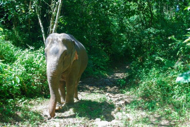Khao Lak: Ethical Elephant Sanctuary Experience - Immersive Elephant Experiences in Khao Lak
