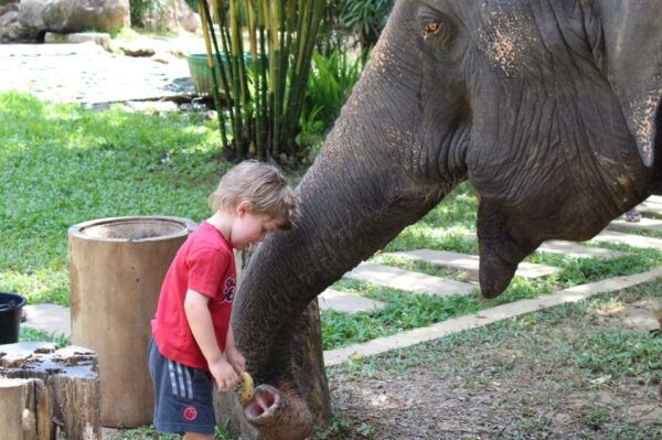 Khao Lak: Ethical Elephant Sanctuary Experience - Common Questions