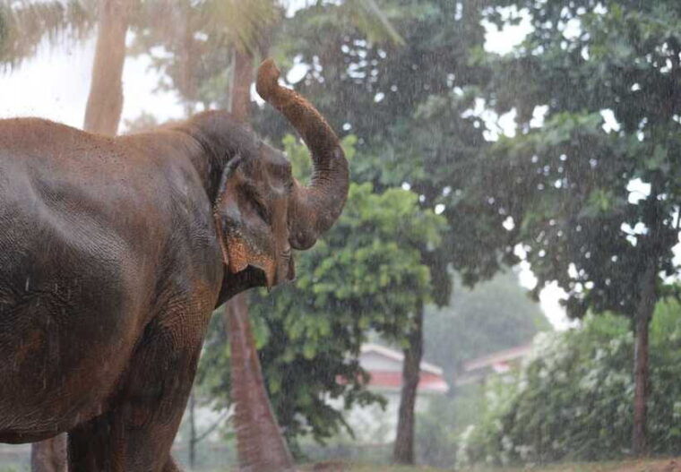 Khao Lak: Ethical Elephant Sanctuary Overnight Adventure - Educational Sessions on Elephant Conservation
