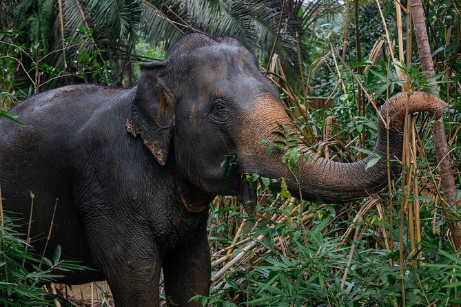 Khao Lak Ethical Elephant Sanctuary Small Group Tour - Cancellation Policy