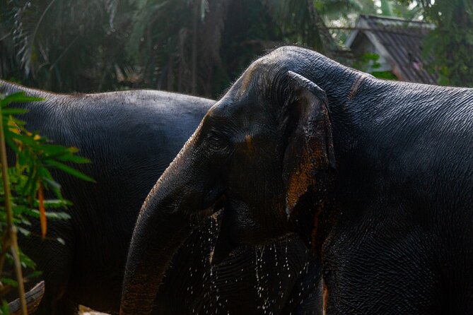 Khao Lak Ethical Elephant Sanctuary Small Group Tour - Duration of Transfer