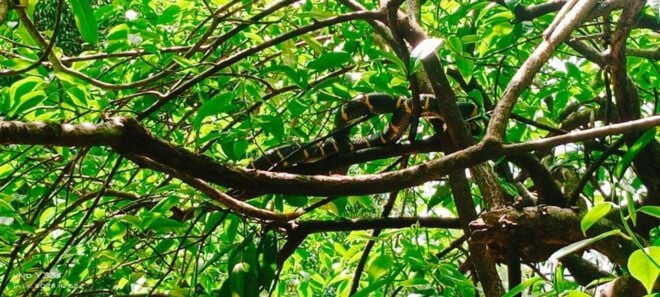 Khao Lak: Full-Day Khai Sok Jungle Walk and Canoeing Tour - About the Full-Day Khai Sok Jungle Walk and Canoeing Tour