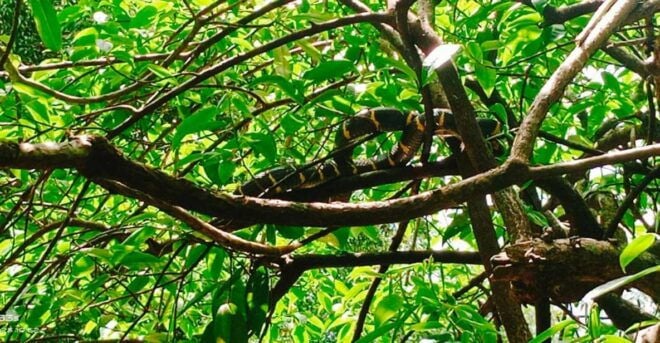 Khao Lak: Full-Day Khai Sok Jungle Walk and Canoeing Tour - Common Questions