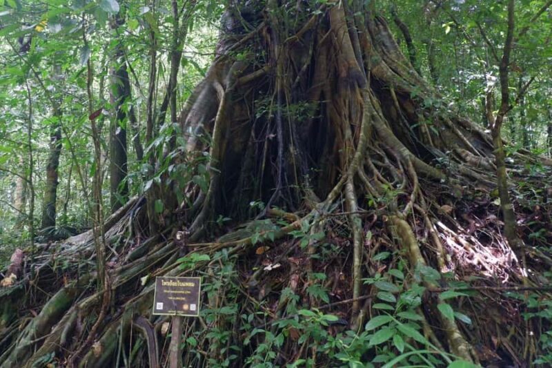Khao Lak: Full-Day Khao Sok Jungle Walk and Canoeing Tour - An In-Depth Look at the Khao Sok Jungle Walk and Canoeing Tour