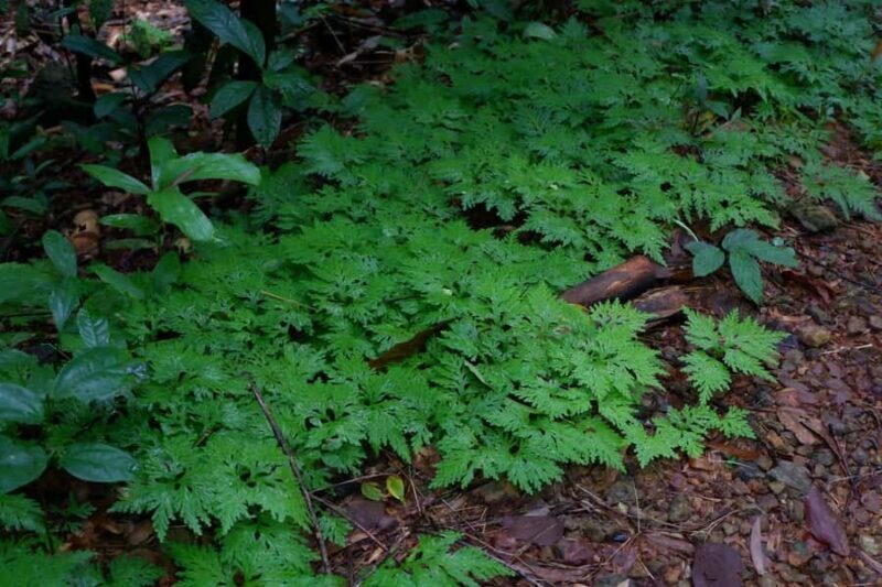 Khao Lak: Full-Day Khao Sok Jungle Walk and Canoeing Tour - Who Should Consider This Tour?