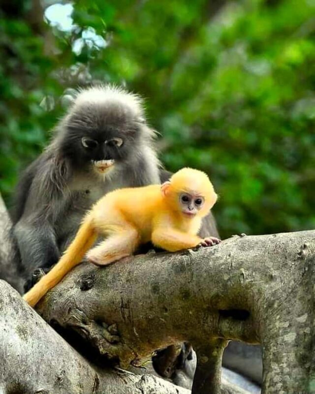 Khao Lak: Full-Day Khao Sok Jungle Walk and Canoeing Tour - Final Thoughts