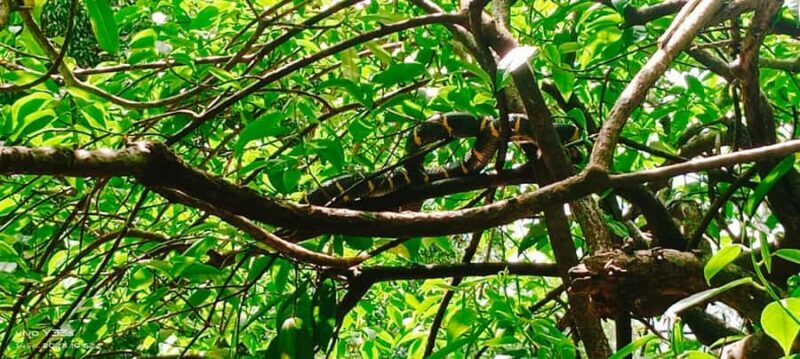 Khao Lak: Full-Day Khao Sok Jungle Walk and Canoeing Tour - Good To Know