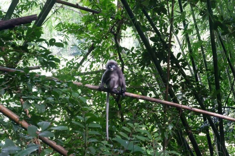 Khao Lak: Full-Day Khao Sok Jungle Walk and Canoeing Tour - The Experience in Context: Why It Works