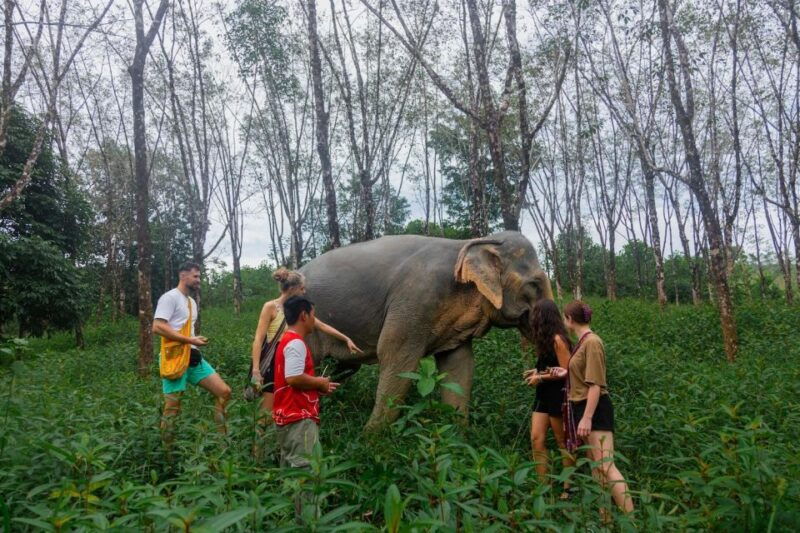 Khao Lak Guided Nature Walk & Elephant Experience - Good To Know