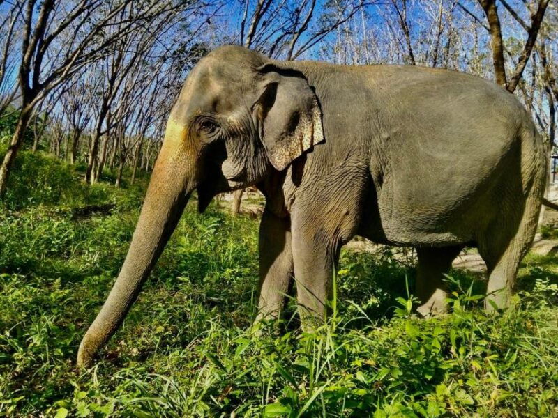 Khao Lak Guided Nature Walk & Elephant Experience - Expert Guides and Local Ecosystem Knowledge