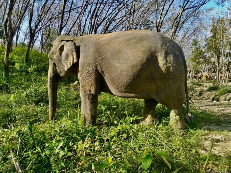 Khao Lak Guided Nature Walk & Elephant Experience - Ethical Interaction With Elephants